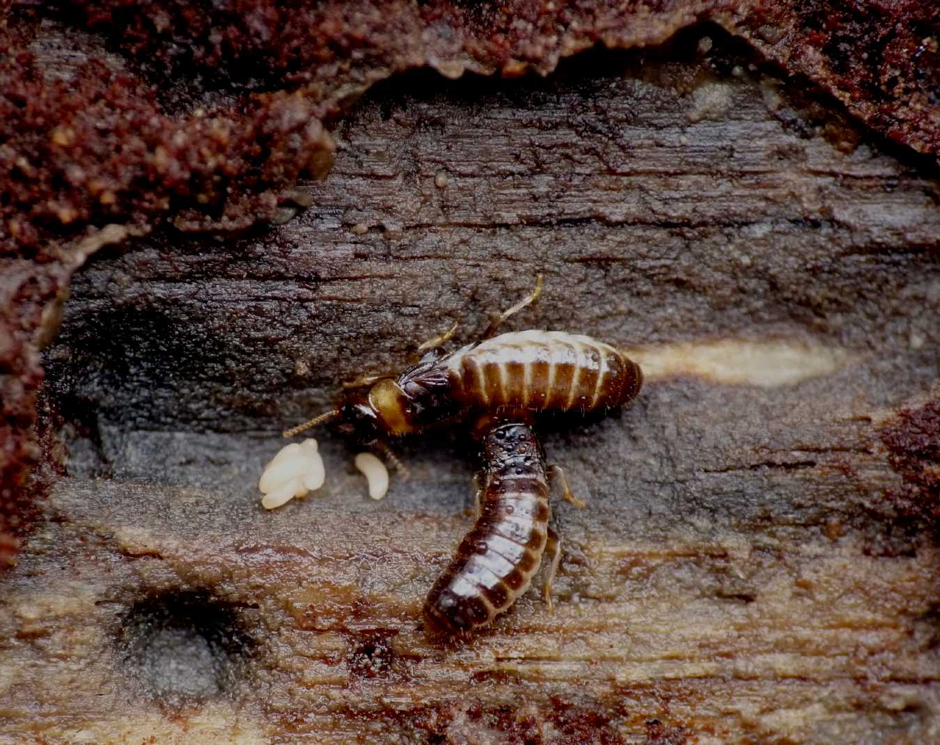 Nursery di termiti: Coppia di Kalotermes flavicollis